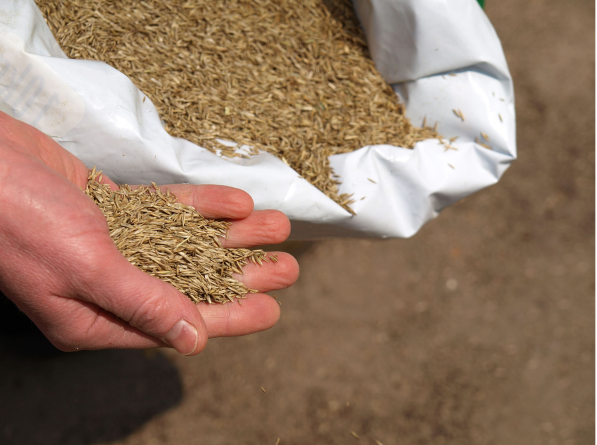 grass seed